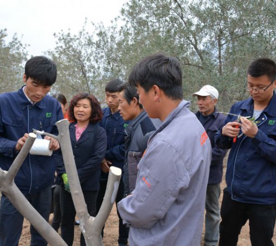 公司從產(chǎn)業(yè)鏈起始端著手，引進(jìn)良種優(yōu)苗，繁育基地苗圃，優(yōu)化樹(shù)種，以?xún)?yōu)質(zhì)的橄欖樹(shù)苗為生產(chǎn)特級(jí)初榨橄欖油提供基礎(chǔ)保障。在以自建萬(wàn)畝國(guó)家標(biāo)準(zhǔn)化油橄欖..